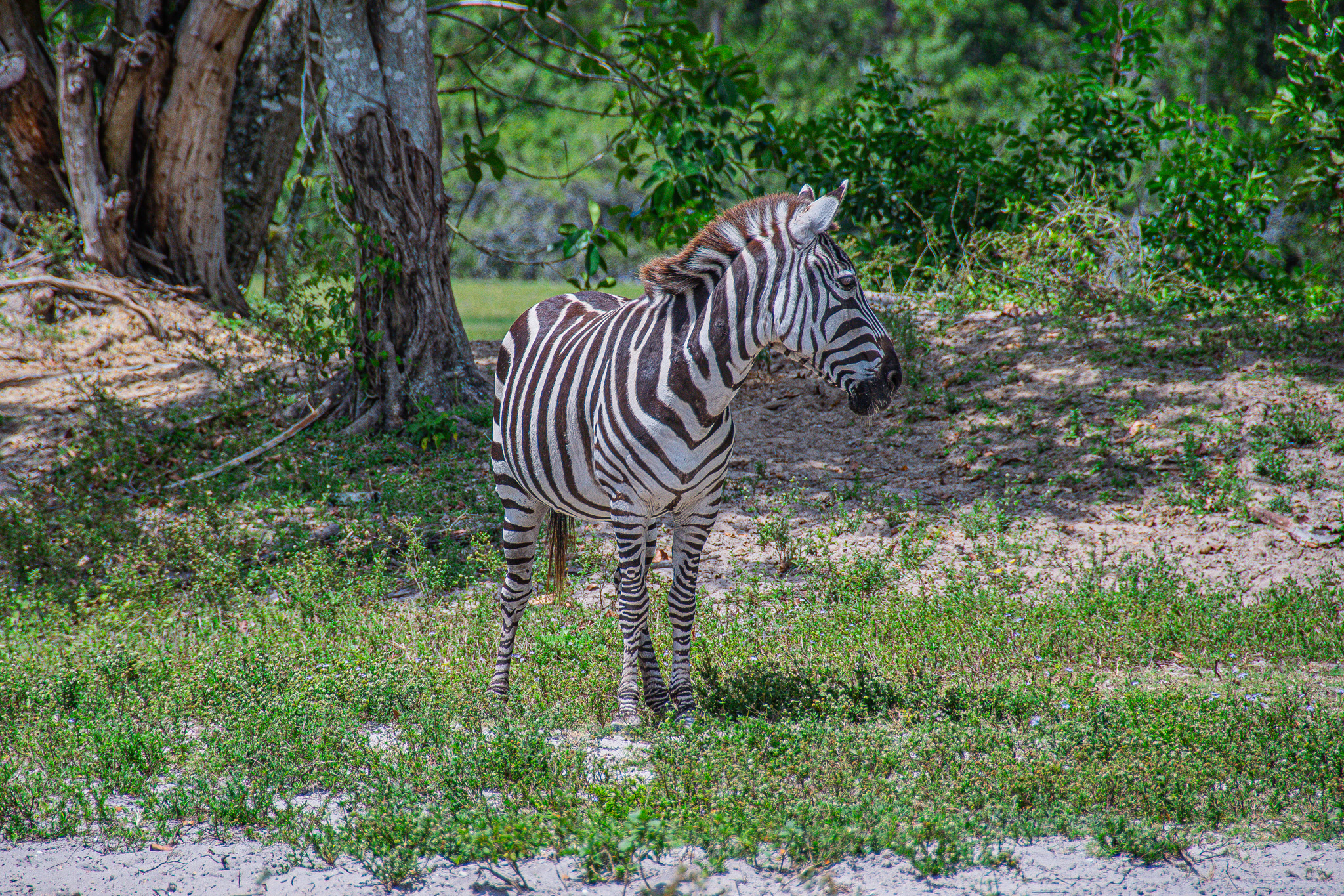 Lion Country Safari